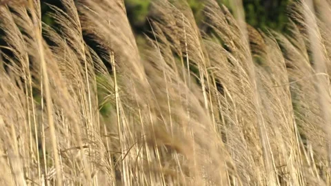 Reeds in the Wind 1 Stock Footage 167748067