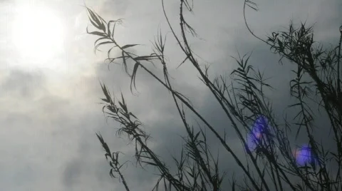 Reeds in wind 2 Stock Footage 629147