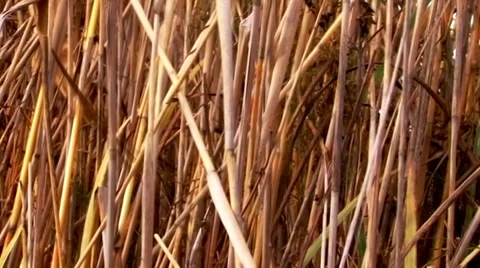 Reeds in the wind 2. Video stock 34422263
