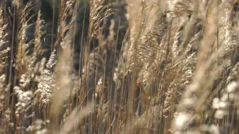 Reeds in the Wind 2 Stock Footage 167748066
