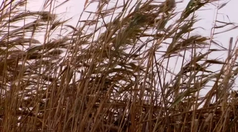 Reeds in the wind 3 Stock Footage 34511834