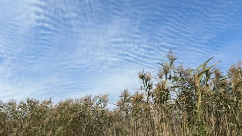 Reeds in the wind and altocumulus clouds  skies Stock Footage 346069178