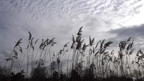 Reeds in the wind and blue cloudy sky slow motion Video stock 87907155