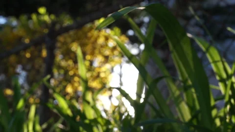 REEDS IN WIND BACKLIT Video stock 194383673