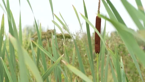 Reeds in the wind in the field Stock Footage 158644234
