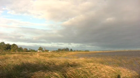 Reeds in the Wind 库存影片 487402