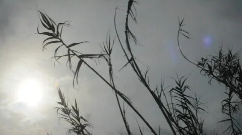 Reeds in wind Stock Footage 627803