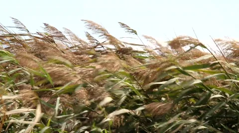 Reeds in the wind Stock Footage 850222