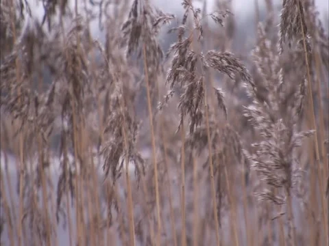 Reeds in wind Stock Footage 2351689