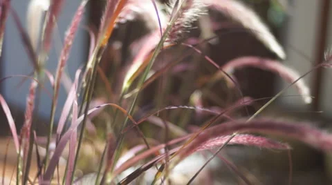 Reeds in wind 스톡 동영상 3410595