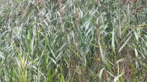 Reeds in the wind Stock Footage 8506665