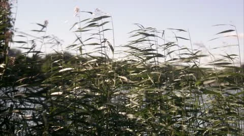 Reeds in the wind Stock Footage 11330330