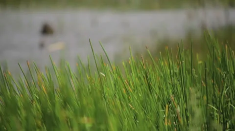 Reeds in the wind Stock Footage 24576133