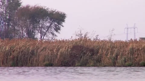Reeds in the wind. Stock Footage 34423565