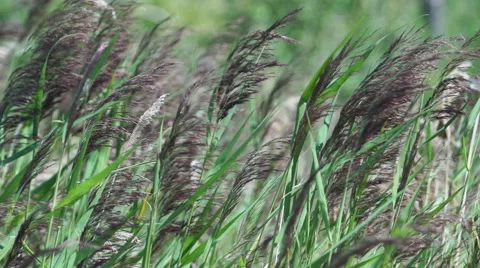 Reeds in the wind Vídeo Stock 40759379