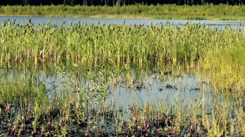 Reeds in the wind Stock Footage 51705457