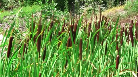 Reeds in the wind Stock Footage 53341846