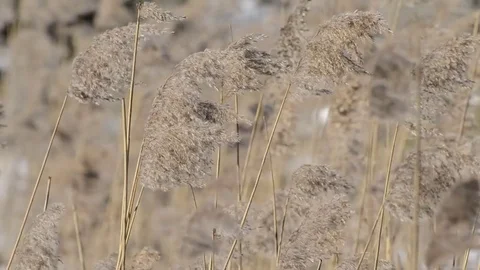 Reeds in the wind Vidéo 72530494