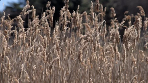 Reeds in the Wind Stock Footage 129841621