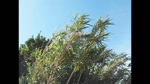 Reeds in the wind Stock Footage 132408710