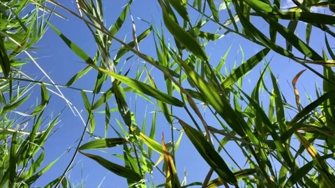Reeds in wind Stock Footage 137954090
