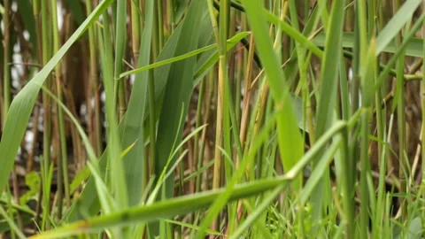 Reeds in the wind 库存影片 147937607