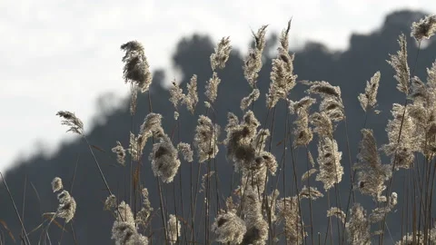 Reeds in the wind Stock Footage 161025549