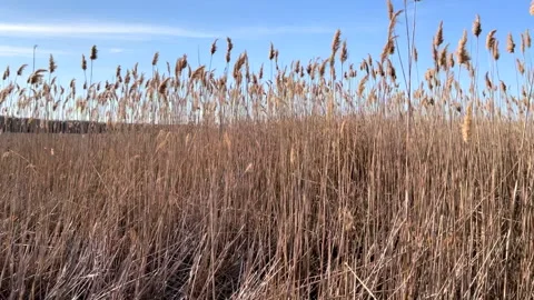 Reeds in the wind Stock Footage 237955609