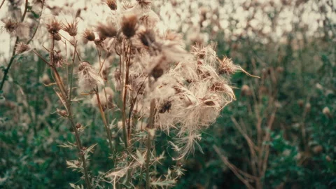 Reeds in the wind Stock Footage 252088811