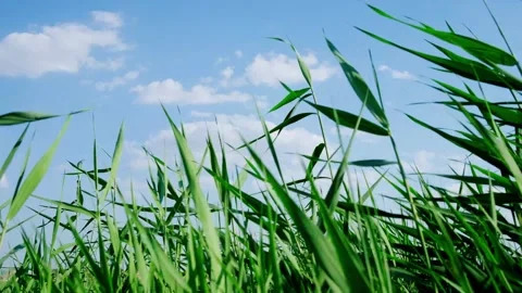Reeds in the wind Vídeo Stock 258106995