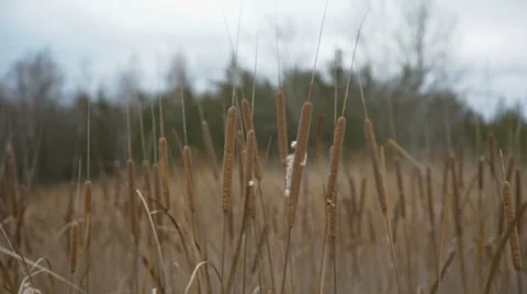 Reeds in the wind on the forest background Stock Footage 60699614