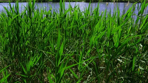 Reeds On The Wind In The Park At The Lake. Stock Footage 89935339