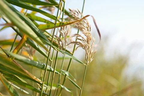 Reeds in the wind Stock-Fotos