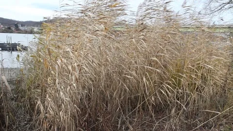 Reeds in the wind on the river bank Video stock 222079321