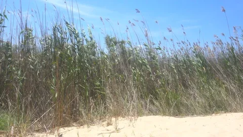 Reeds in the Wind on a Sandy Beach Video stock 76727508
