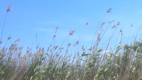 Reeds in the Wind on a Sandy Beach Stock Footage 78493017