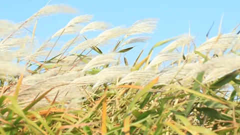 Reeds in the wind, silver grass in the wind Vídeo Stock 306040574