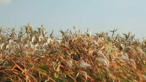 Reeds in the wind, silver grass in the wind Video stock 306040577