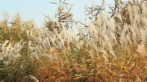 Reeds in the wind, silver grass in the wind Video stock 306040595