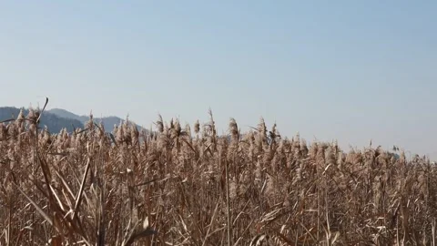 Reeds in the wind, silver grass in the wind	 Video stock 306040623