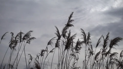 Reeds in the wind slow motion Video stock 87907191