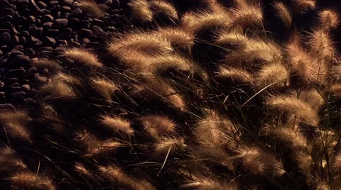 Reeds in the wind at sunset time Stock Footage 68892669