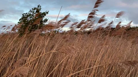 Reeds in the Wind. Warm evening light. Stock-Footage 141082704