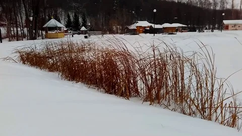Reeds in the wind on a winter day 스톡 동영상 85398069