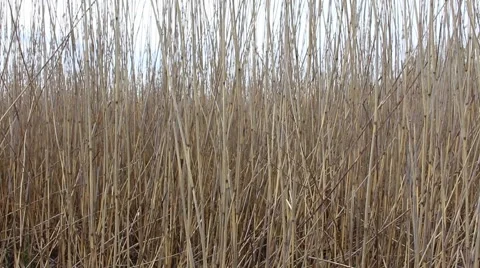 Reeds on a windy day Stock Footage 49902192