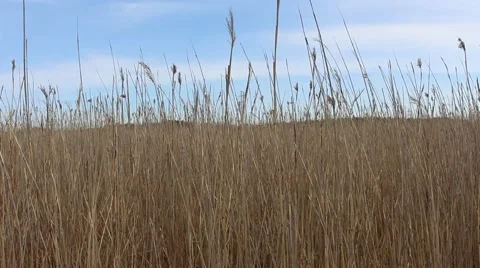 Reeds on a windy day Stock Footage 49902250