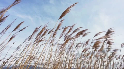 Reeds on a windy day Stock Footage 329511036