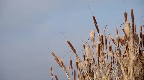 Reeds in winter Stock Footage 58918982