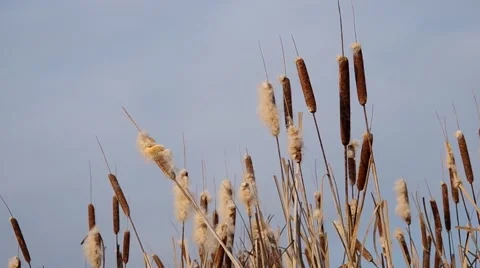Reeds in winter Stock Footage 58919408