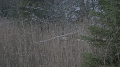 Reeds in winter 스톡 동영상 123231225